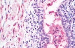 Wnt-10a Antibody - BSA Free, Novus Biologicals 0.05 mg | Buy Online | Novus Biologicals | Fisher Scientific