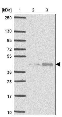 Wnt-10b Antibody, Novus Biologicals:Antibodies:Primary Antibodies