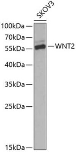Wnt-2 Antibody - BSA Free, Novus Biologicals 0.02 mL; Unconjugated:Antibodies,