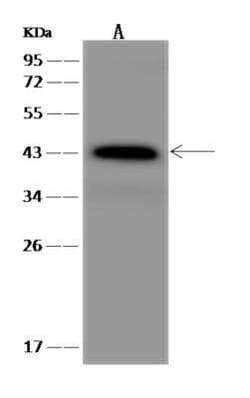 Wnt-2 Antibody, Novus Biologicals:Antibodies:Primary Antibodies