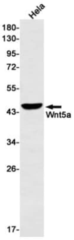Wnt-5a Antibody (S08-4A3), Novus Biologicals 50 &mu;g; Unconjugated:Antibodies,