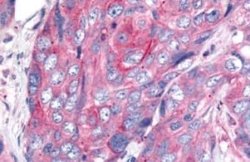 Wnt-8a Antibody, Novus Biologicals 50 &mu;g; Unconjugated:Antibodies, Polyclonal