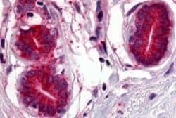 Wnt-8a Antibody, Novus Biologicals 50 &mu;g; Unconjugated:Antibodies, Polyclonal