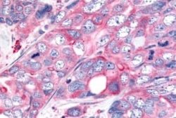 Wnt-8a Antibody, Novus Biologicals 50 &mu;g; Unconjugated:Antibodies, Polyclonal