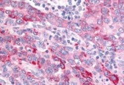 Wnt-8a Antibody, Novus Biologicals 50 &mu;g; Unconjugated:Antibodies, Polyclonal