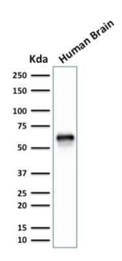 XAB1 Antibody (GPN1/2350), Novus Biologicals:Antibodies:Primary Antibodies