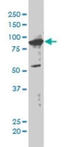 XAB2 Antibody (1D1-1A9), Novus Biologicals 0.1 mg | Buy Online | Novus Biologicals | Fisher Scientific
