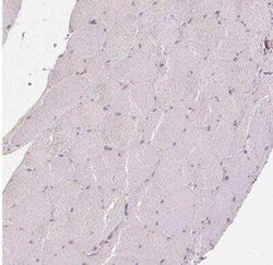 XAGE2 Antibody, Novus Biologicals:Antibodies:Primary Antibodies