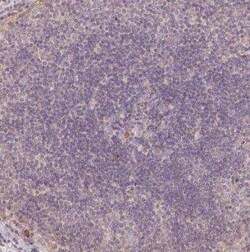 XAGE2 Antibody, Novus Biologicals:Antibodies:Primary Antibodies