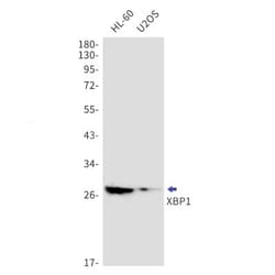 XBP1 Antibody (S04-3E2), Novus Biologicals 100 &mu;g | Buy Online | Novus Biologicals | Fisher Scientific