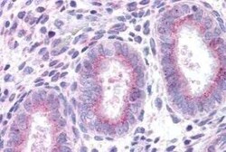 XCR1/CCXCR1 Antibody - BSA Free, Novus Biologicals 0.05 mg | Buy Online | Novus Biologicals | Fisher Scientific