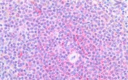 XCR1/CCXCR1 Antibody - BSA Free, Novus Biologicals 0.05 mg | Buy Online | Novus Biologicals | Fisher Scientific