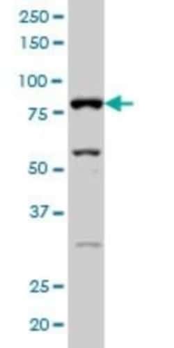 XE7 Antibody (2G8), Novus Biologicals 0.1 mg | Buy Online | Novus Biologicals | Fisher Scientific