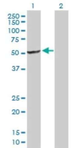 XE7 Antibody, Novus Biologicals 0.1 mg | Buy Online | Novus Biologicals | Fisher Scientific