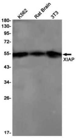 XIAP Rabbit anti-Human, Mouse, Rat, Clone: S02-9A3, Novus Biologicals 100 &mu;g | Buy Online | Novus Biologicals | Fisher Scientific