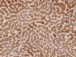 XKR6 Antibody, Novus Biologicals 100 &mu;g; Unconjugated:Antibodies, Polyclonal