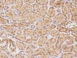XKR6 Antibody, Novus Biologicals 100 &mu;g; Unconjugated:Antibodies, Polyclonal