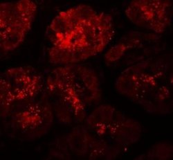 XKR8 Antibody - BSA Free, Novus Biologicals 0.1 mg; Unconjugated:Antibodies,