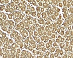 XKR8 Antibody - BSA Free, Novus Biologicals 0.1 mg; Unconjugated:Antibodies,