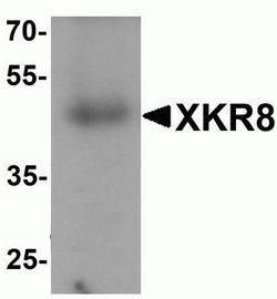 XKR8 Antibody - BSA Free, Novus Biologicals 0.1 mg; Unconjugated:Antibodies,