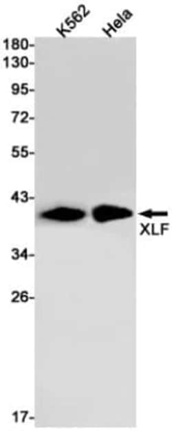 XLF Antibody (S08-9D7), Novus Biologicals 50 &mu;g; Unconjugated:Antibodies,