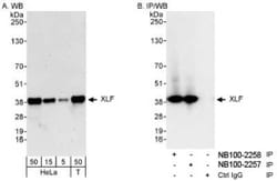 XLF Antibody, Novus Biologicals 0.1 mL; Unconjugated:Antibodies, Polyclonal