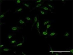 XPA Antibody (2E4), Novus Biologicals 0.1 mg | Buy Online | Novus Biologicals | Fisher Scientific