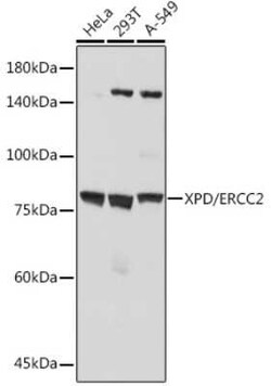 XPD Rabbit anti-Human, Mouse, Rat, Clone: 6T9K6, Novus Biologicals:Antibodies:Primary