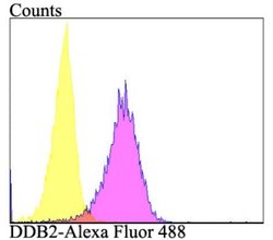 XPE/DDB2 Rabbit anti-Human, Clone: JE16-41, Novus Biologicals 100 &mu;l;