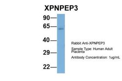 XPNPEP3 Rabbit anti-Human, Polyclonal, Novus Biologicals 0.1 mL | Buy Online | Novus Biologicals | Fisher Scientific