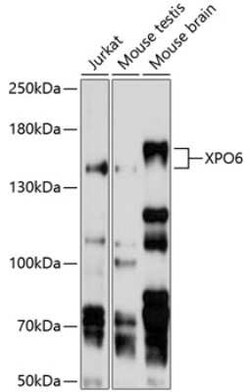XPO6 Antibody - BSA Free, Novus Biologicals:Antibodies:Primary Antibodies