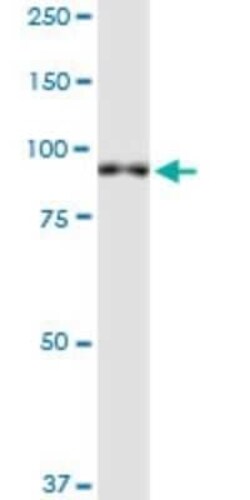 XPR1 Antibody (2G8), Novus Biologicals 0.1 mg | Buy Online | Novus Biologicals | Fisher Scientific
