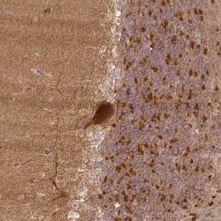 XPR1 Antibody, Novus Biologicals:Antibodies:Primary Antibodies