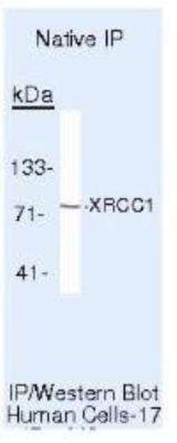XRCC1 Antibody (33-2-5), Novus Biologicals 500 uL; Unconjugated:Antikörper
