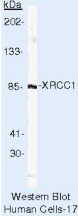 XRCC1 Antibody (33-2-5), Novus Biologicals 500 uL; Unconjugated:Antikörper