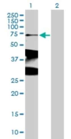 XRCC1 Antibody, Novus Biologicals 0.05 mg | Buy Online | Novus Biologicals | Fisher Scientific