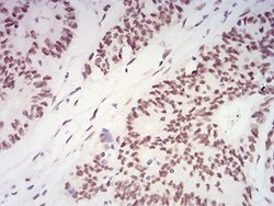 XRN2 Antibody (9F7G11) - BSA Free, Novus Biologicals 0.1 mL | Buy Online | Novus Biologicals | Fisher Scientific