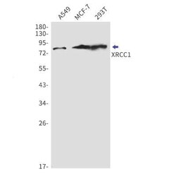 XTP4 Antibody, Novus Biologicals 100 &mu;g | Buy Online | Bio-Techne | Fisher Scientific