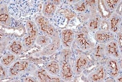 Xanthine Oxidase Rabbit anti-Human, Mouse, Rat, Clone: 0M8E7, Novus Biologicals
