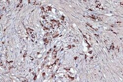 Xanthine Oxidase Rabbit anti-Human, Mouse, Rat, Clone: 0M8E7, Novus Biologicals