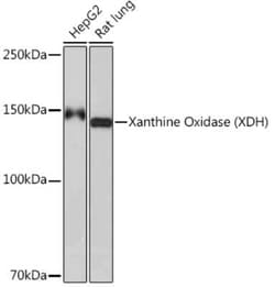 Xanthine Oxidase Rabbit anti-Human, Mouse, Rat, Clone: 0M8E7, Novus Biologicals