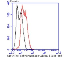 Xanthine Oxidase Mouse anti-Human, Clone: 1C8, Novus Biologicals 100 &mu;l;