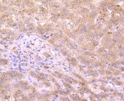 Xanthine Oxidase Mouse anti-Human, Clone: 1C8, Novus Biologicals 100 &mu;l;