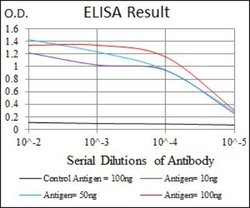 YAP1 Antibody (1A12) - Azide and BSA Free, Novus Biologicals 0.1 mL | Buy Online | Novus Biologicals | Fisher Scientific