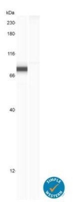 YAP1 Antibody (1A12) - Azide and BSA Free, Novus Biologicals 0.1 mL | Buy Online | Novus Biologicals | Fisher Scientific