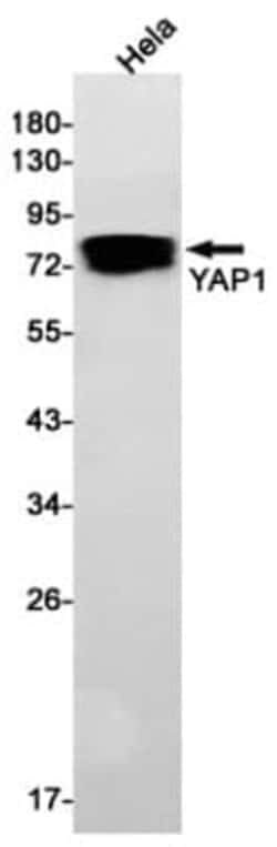 YAP1 Antibody (S06-5E9), Novus Biologicals:Antibodies:Primary Antibodies