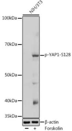 YAP1 Rabbit anti-Human, Mouse, Polyclonal, Novus Biologicals 100 &mu;g | Buy Online | Novus Biologicals | Fisher Scientific