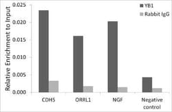 YB1 Rabbit anti-Human, Mouse, Rat, Clone: 9J7M4, Novus Biologicals 100