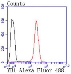 YB1 Antibody (ST0432), Novus Biologicals 100&mu;L:Antibodies, Monoclonal