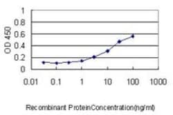 YB1 Antibody (4F12), Novus Biologicals 0.1 mg, Unconjugated:Antibodies,